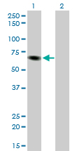 1 - ITPKB Antibody (monoclonal) (M01) AT2574a