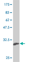 1 - KLF13 Antibody (monoclonal) (M01) AT2631a