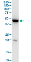 1 - KLF13 Antibody (monoclonal) (M01) AT2631a