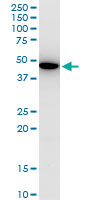 1 - KLF13 Antibody (monoclonal) (M01) AT2631a