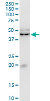 1 - KLF13 Antibody (monoclonal) (M01) AT2631a