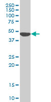 1 - KLF13 Antibody (monoclonal) (M01) AT2631a