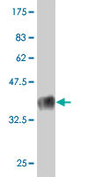 1 - KLRB1 Antibody (monoclonal) (M01) AT2643a