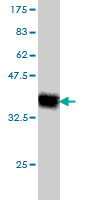 1 - KLRC3 Antibody (monoclonal) (M01) AT2644a