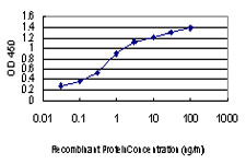 10 - KSR2 Antibody (monoclonal) (M08) AT2664a