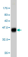 1 - KSR2 Antibody (monoclonal) (M08) AT2664a