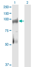 1 - KSR2 Antibody (monoclonal) (M08) AT2664a