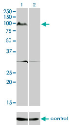 1 - KSR2 Antibody (monoclonal) (M08) AT2664a