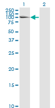 1 - LAMA5 Antibody (monoclonal) (M01) AT2669a