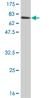 1 - LDB2 Antibody (monoclonal) (M02) AT2684a