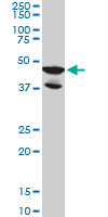 1 - LDB2 Antibody (monoclonal) (M02) AT2684a