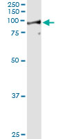 5 - LETM1 Antibody (monoclonal) (M03) AT2697a