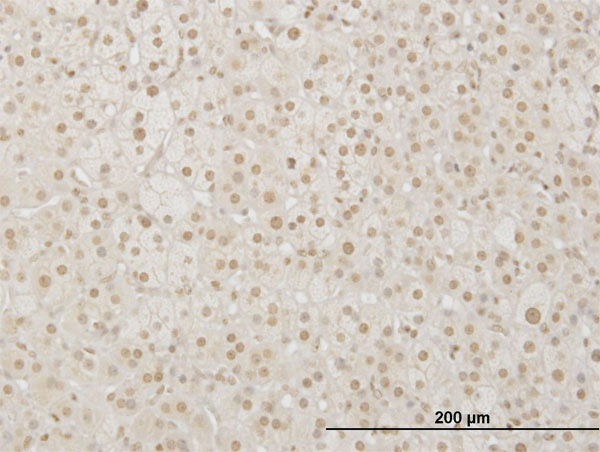 2 - LHX4 Antibody (monoclonal) (M04) AT2706a