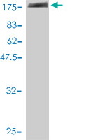 1 - LILRB1 Antibody (monoclonal) (M01) AT2715a