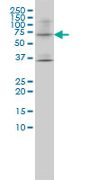 1 - LILRB1 Antibody (monoclonal) (M01) AT2715a