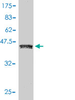 1 - LOC124220 Antibody (monoclonal) (M01) AT2731a