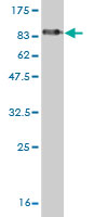 1 - LSM16 Antibody (monoclonal) (M01) AT2742a