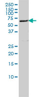 1 - LSM16 Antibody (monoclonal) (M01) AT2742a