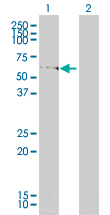 1 - LSM16 Antibody (monoclonal) (M01) AT2742a