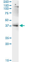 5 - LUC7L Antibody (monoclonal) (M05) AT2748a