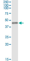 5 - MAPK3 Antibody (monoclonal) (M01) AT2789a