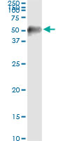 5 - MAPKAPK2 Antibody (monoclonal) (M01) AT2795a