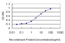 10 - MCF2L Antibody (monoclonal) (M01) AT2817a