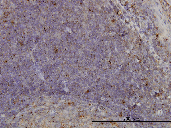 2 - MCF2L Antibody (monoclonal) (M01) AT2817a