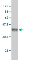 1 - MCF2L Antibody (monoclonal) (M01) AT2817a