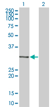 1 - MDFI Antibody (monoclonal) (M07) AT2824a