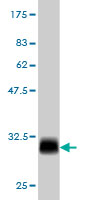 1 - MED8 Antibody (monoclonal) (M01) AT2833a