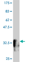 1 - MESP1 Antibody (monoclonal) (M06) AT2847a