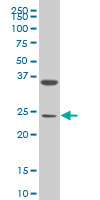 1 - MESP1 Antibody (monoclonal) (M06) AT2847a