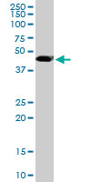1 - MGC21874 Antibody (monoclonal) (M08) AT2862a