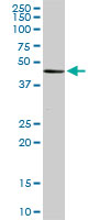 1 - MGC21874 Antibody (monoclonal) (M08) AT2862a