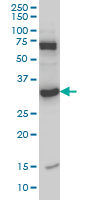 1 - MPG Antibody (monoclonal) (M07) AT2888a