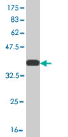 1 - MPG Antibody (monoclonal) (M08) AT2889a