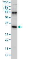 1 - MPG Antibody (monoclonal) (M08) AT2889a