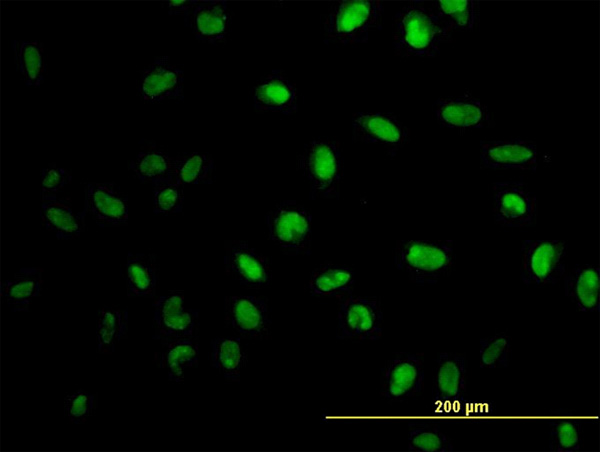 3 - MPG Antibody (monoclonal) (M10) AT2890a