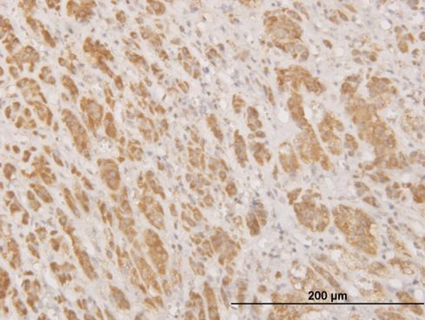 2 - MPG Antibody (monoclonal) (M10) AT2890a