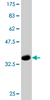 1 - MPG Antibody (monoclonal) (M10) AT2890a