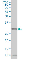 1 - MPG Antibody (monoclonal) (M10) AT2890a