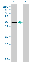 1 - MPP1 Antibody (monoclonal) (M02) AT2894a