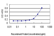 10 - MUTYH Antibody (monoclonal) (M01) AT2939a