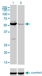 1 - MUTYH Antibody (monoclonal) (M01) AT2939a