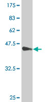 1 - MYL4 Antibody (monoclonal) (M01) AT2952a