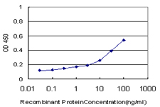10 - MYL6 Antibody (monoclonal) (M10) AT2956a