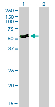 1 - MYOC Antibody (monoclonal) (M01) AT2961a