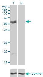 1 - MYOC Antibody (monoclonal) (M01) AT2961a