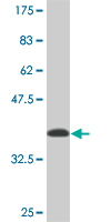 1 - NARF Antibody (monoclonal) (M03) AT2972a
